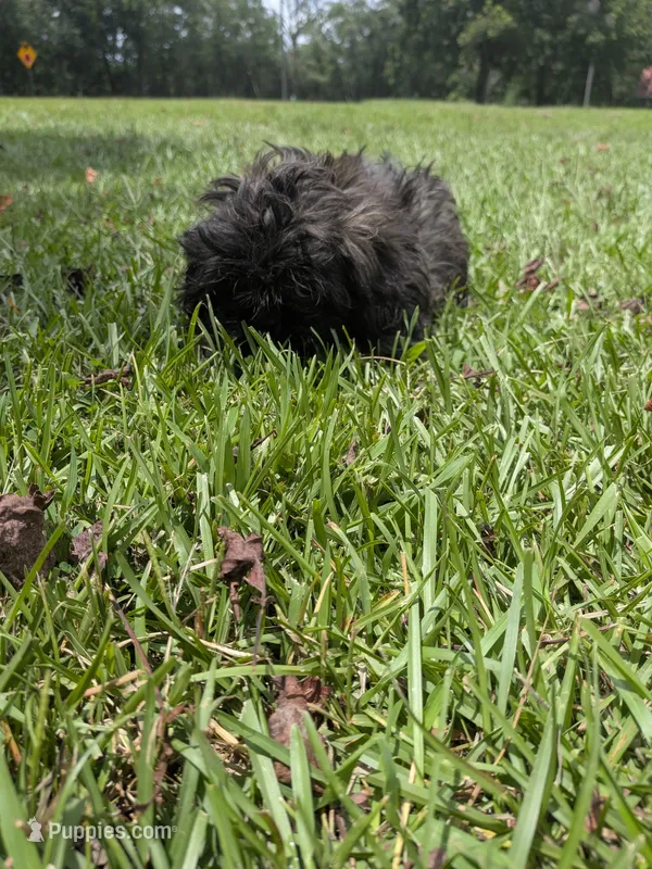 Sara – Shih Tzu puppy for sale in Loxley, AL