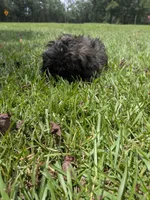Sara, a female Shih Tzu for sale in Loxley, AL – 1 of 4
