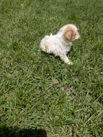 Samuel , a male Shihpoo for sale in Loxley, AL – 3 of 4