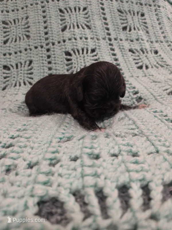 Callie – Cocker Spaniel puppy for sale in Loxley, AL