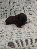 Callie, a female Cocker Spaniel for sale in Loxley, AL – 1 of 1