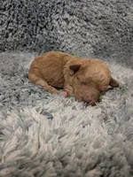 Pooh, a male Poodle - Toy  for sale in Loxley, AL – Photo 3 of 3