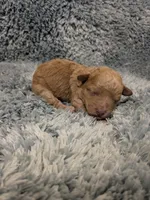 Pooh, a male Poodle - Toy  for sale in Loxley, AL – Photo 2 of 3