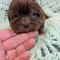 Kelly, a female Shihpoo for sale in Loxley, AL – Photo 1 of 3
