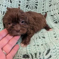 Kelly, a female Shihpoo for sale in Loxley, AL – Photo 3 of 3