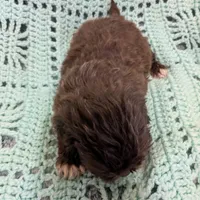 Kelly, a female Shihpoo for sale in Loxley, AL – Photo 2 of 3