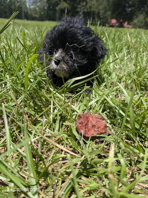Sara – Shihpoo puppy for sale in Loxley, AL