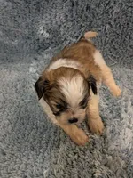 Shawn, a male Shih Tzu for sale in Loxley, AL – Photo 1 of 4