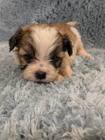 Shawn, a male Shih Tzu for sale in Loxley, AL – Photo 3 of 4