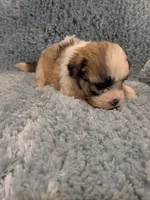 Shawn, a male Shih Tzu for sale in Loxley, AL – Photo 4 of 4