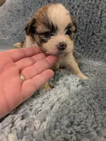 Shawn, a male Shih Tzu for sale in Loxley, AL – Photo 2 of 4