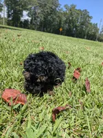 Paula, a female Poodle - Toy  for sale in Loxley, AL – 3 of 5
