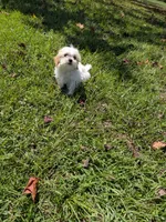 Samuel , a male Shihpoo for sale in Loxley, AL – 2 of 4