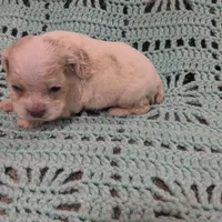 Cathy, a female Cocker Spaniel for sale in Loxley, AL – Photo 3 of 3