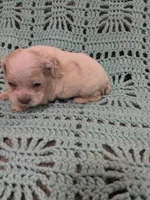 Cathy, a female Cocker Spaniel for sale in Loxley, AL – Photo 3 of 3