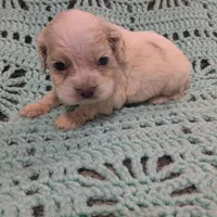 Cathy, a female Cocker Spaniel for sale in Loxley, AL – Photo 2 of 3