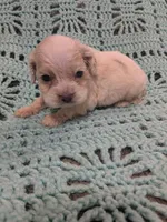 Cathy, a female Cocker Spaniel for sale in Loxley, AL – Photo 2 of 3