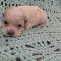 Cathy, a female Cocker Spaniel for sale in Loxley, AL – Photo 1 of 3