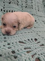 Cathy, a female Cocker Spaniel for sale in Loxley, AL – Photo 1 of 3