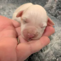 Mickey, a male Miniature Schnauzer for sale in Loxley, AL – Photo 1 of 3