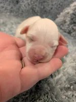 Mickey, a male Miniature Schnauzer for sale in Loxley, AL – Photo 1 of 3