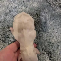 Mickey, a male Miniature Schnauzer for sale in Loxley, AL – Photo 2 of 3