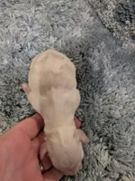 Mickey, a male Miniature Schnauzer for sale in Loxley, AL – Photo 2 of 3