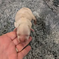 Mickey, a male Miniature Schnauzer for sale in Loxley, AL – Photo 3 of 3