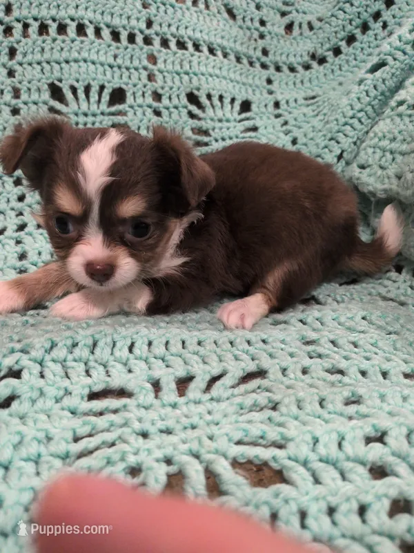Cash – Chihuahua puppy for sale in Loxley, AL