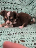 Cash, a female Chihuahua for sale in Loxley, AL – 1 of 1