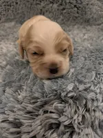 Chase, a male Cocker Spaniel for sale in Loxley, AL – 2 of 3