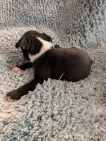 Buster, a male Boston Terrier for sale in Loxley, AL – 3 of 3