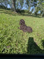 Chuck, a male Cocker Spaniel for sale in Loxley, AL – 3 of 4