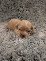 Cane, a male Cocker Spaniel for sale in Loxley, AL – 2 of 3
