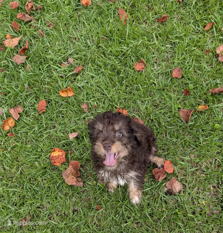 Peter – Poodle - Toy  puppy for sale in Loxley, AL