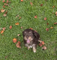 Peter, a male Poodle - Toy  for sale in Loxley, AL – 2 of 5
