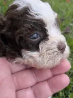 Sammy boy, a male Shihpoo for sale in Loxley, AL – 4 of 4