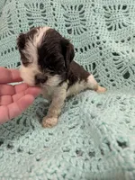 Cindy, a female Cocker Spaniel for sale in Loxley, AL – 3 of 5
