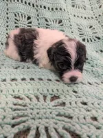 Shelly, a female Shihpoo for sale in Loxley, AL – Photo 3 of 4