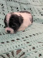 Shelly, a female Shihpoo for sale in Loxley, AL – Photo 2 of 4