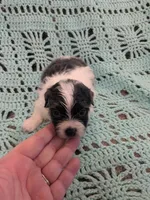 Shelly, a female Shihpoo for sale in Loxley, AL – Photo 1 of 4