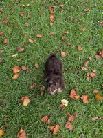 Peter, a male Poodle - Toy  for sale in Loxley, AL – 3 of 5