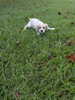 Chuck, a male Cocker Spaniel for sale in Loxley, AL – 2 of 4