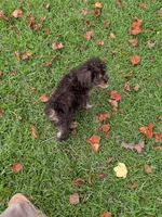 Peter, a male Poodle - Toy  for sale in Loxley, AL – 4 of 5