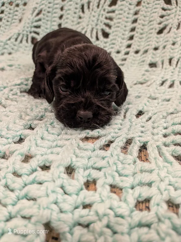 Casey – Cocker Spaniel puppy for sale in Loxley, AL