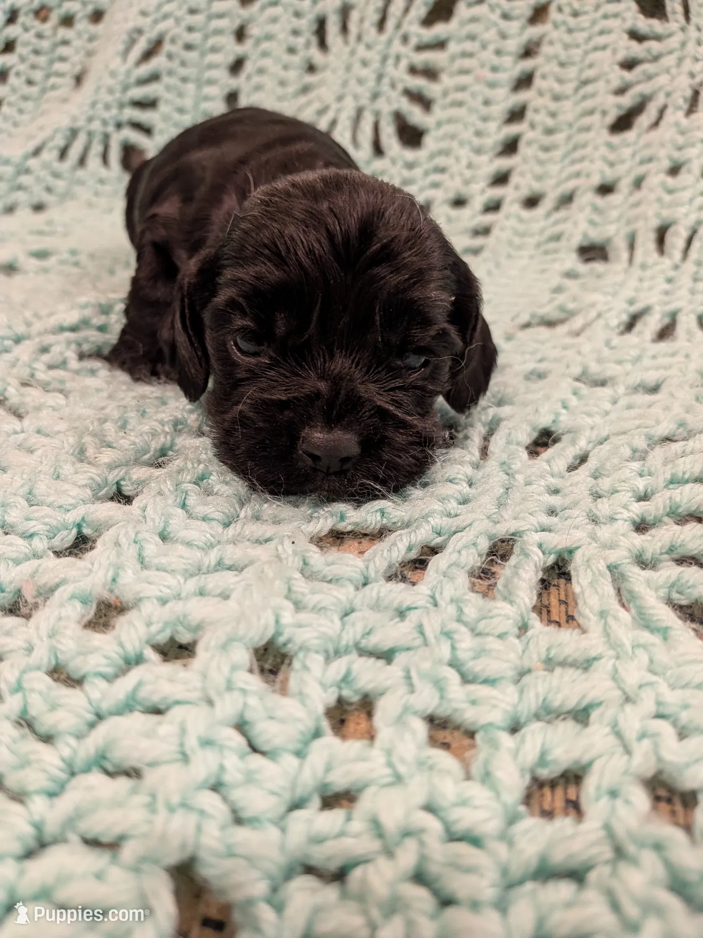 Casey, a female Cocker Spaniel for sale in Loxley, AL – 1 of 2