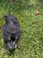 Pepper, a male Poodle - Toy  for sale in Loxley, AL – 5 of 6
