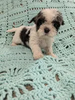 Sandra, a female Shih Tzu for sale in Loxley, AL – 3 of 3