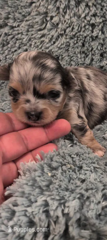 Chad – Chihuahua puppy for sale in Loxley, AL