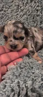 Chad, a male Chihuahua for sale in Loxley, AL – 1 of 1